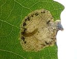 Fenusella glaucopis